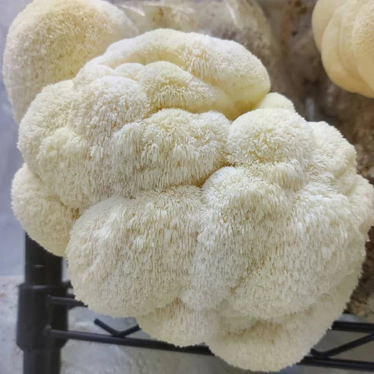 Dr. Sarah Lin Explains the Cognitive Benefits of Lion's Mane Mushroom